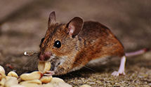 24 Hour & Emergency Exterminators in Cynwyd, PA